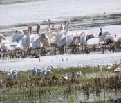 MNRiverPelicans 2014 09 033